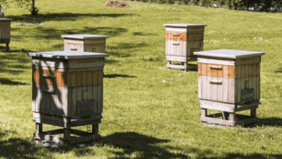 skansen pszczelarski w pszczelej woli